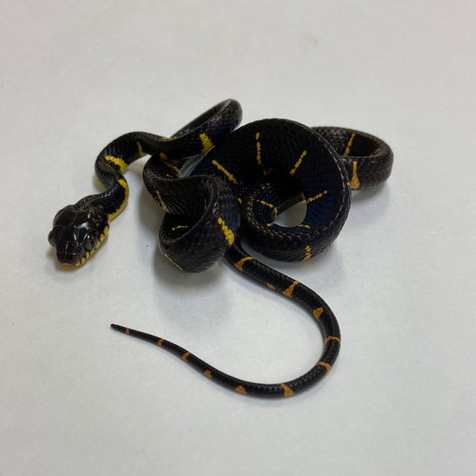 Mangrove Snake- 2023 Male #61423-M04