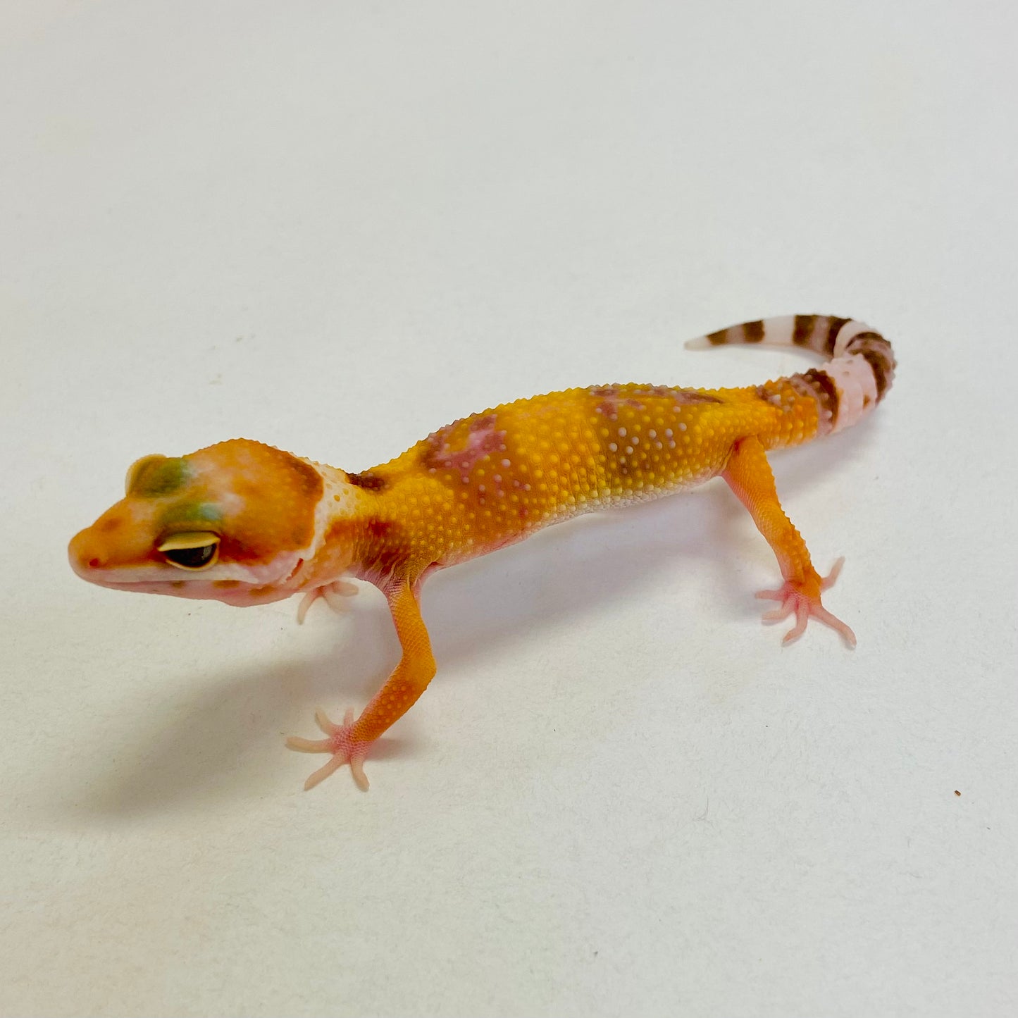 Tangerine Raptor Leopard Gecko- Pos Female #C-B5-60323-1