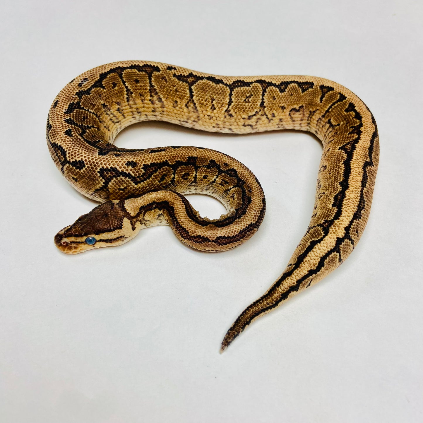 Pinstripe Yellowbelly Ball Python- Male #2023M05