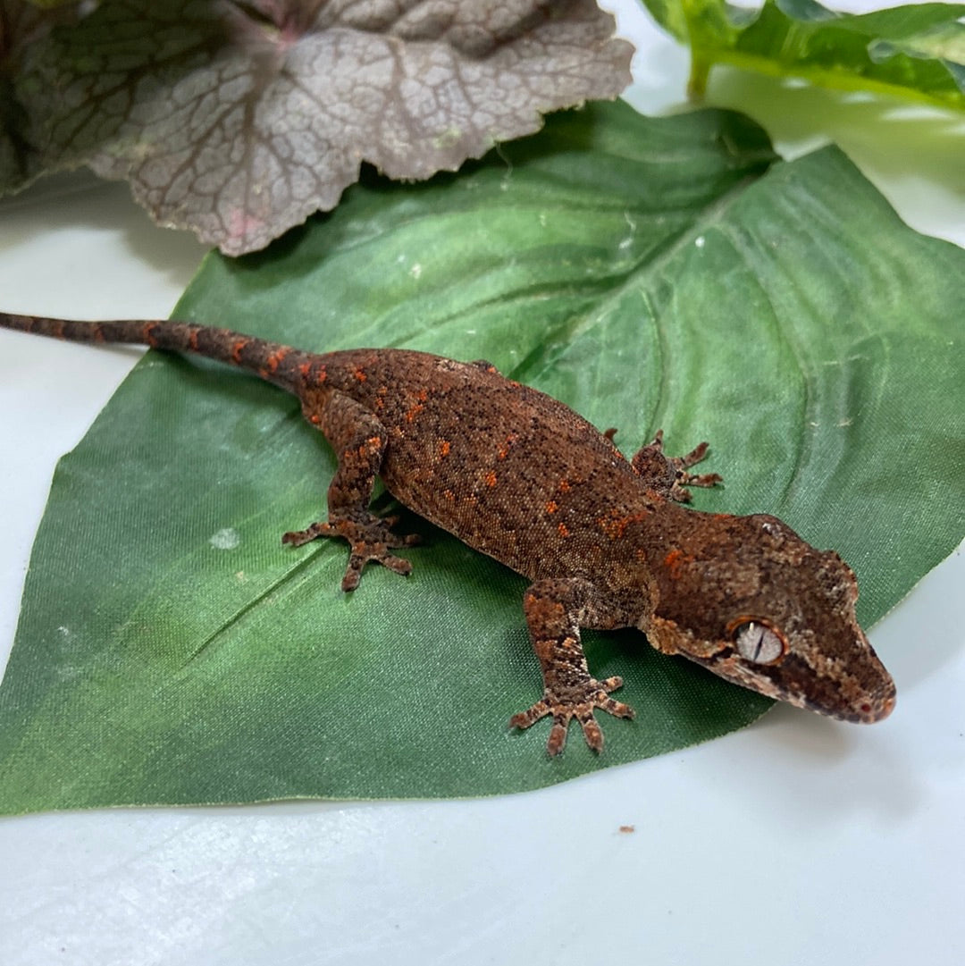 Banded Orange Blotched Reticualted Gargoyle Gecko- 2023 Pos Female #LS301