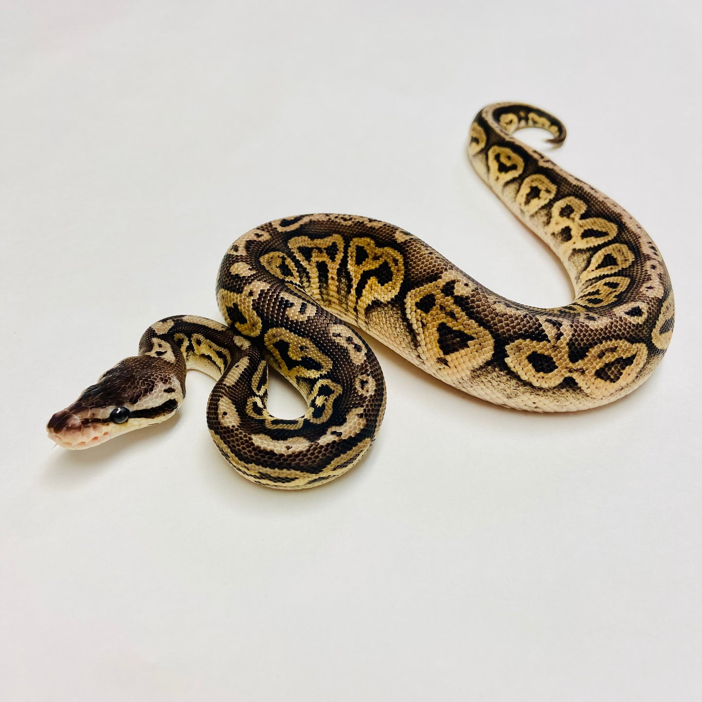 Black Pewter Ball Python- Male #2023M01