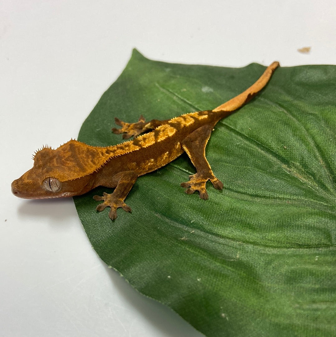 Harlequin Crested Gecko #CGG205