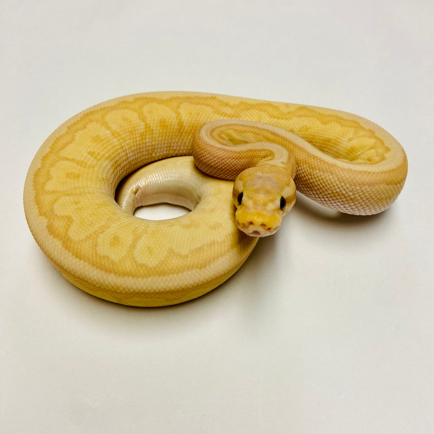 Banana Jigsaw Ball Python- Male #2023M01