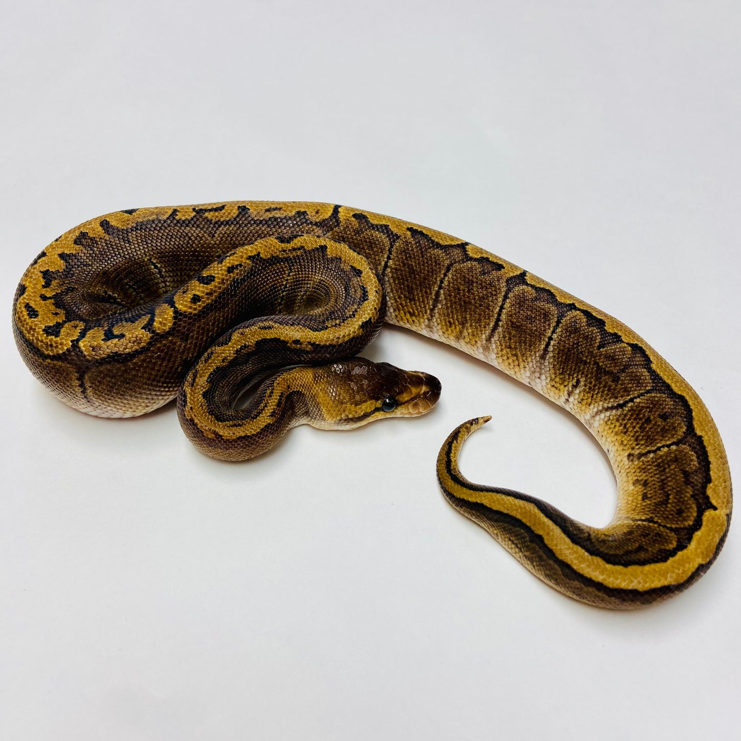 Pinstripe GHI Ball Python- Female #2023F01