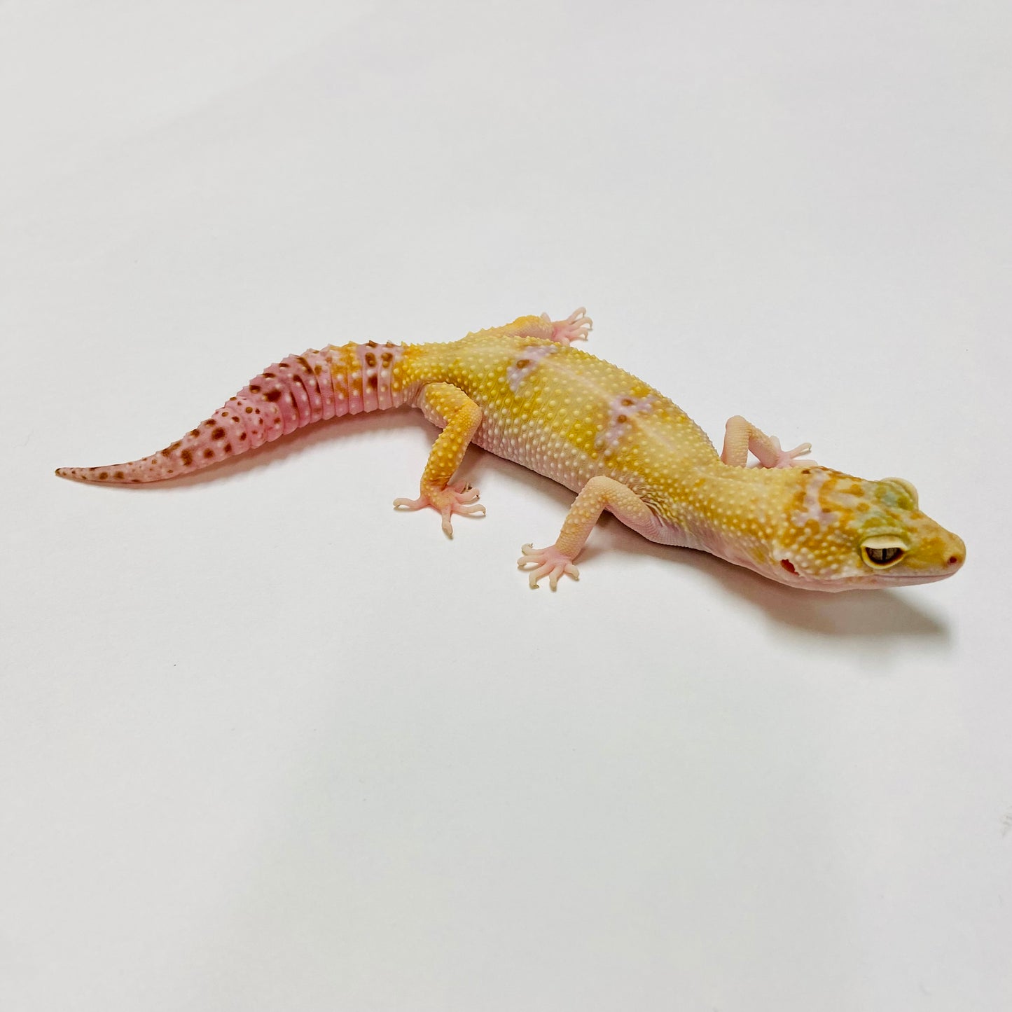 Hypo Mack Snow Tremper W/Y Leopard Gecko Female E-M9-60718-1