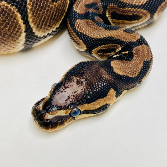 Scaleless Head Ball Python- Female #2023F01
