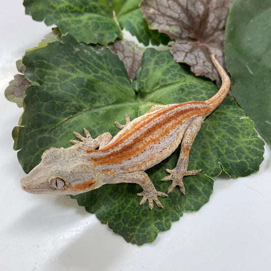 Red/Orange Stripe Gargoyle Gecko- 2023 Pos Female #A402