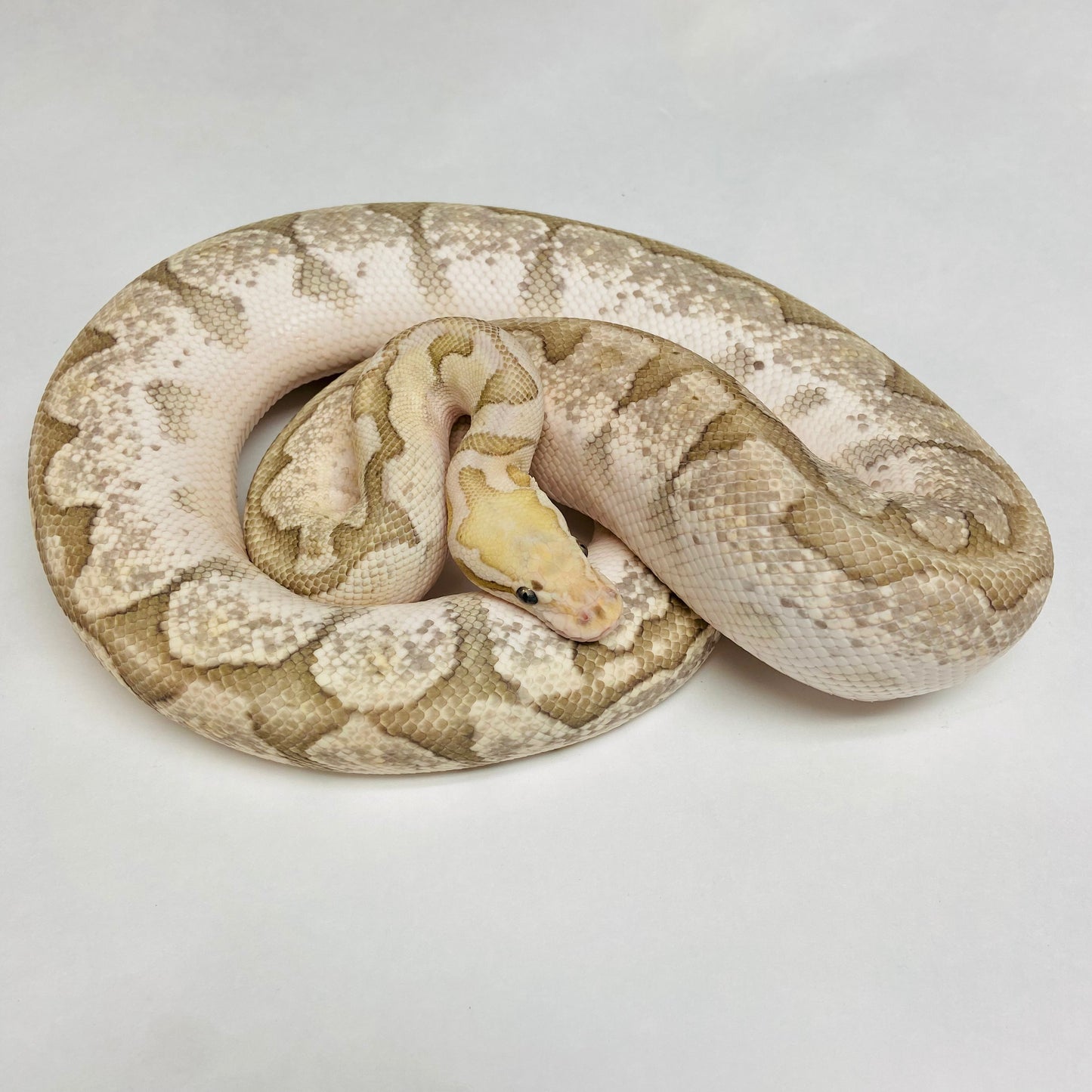 Adult Dragonfly Vanilla Bamboo Ball Python- Male