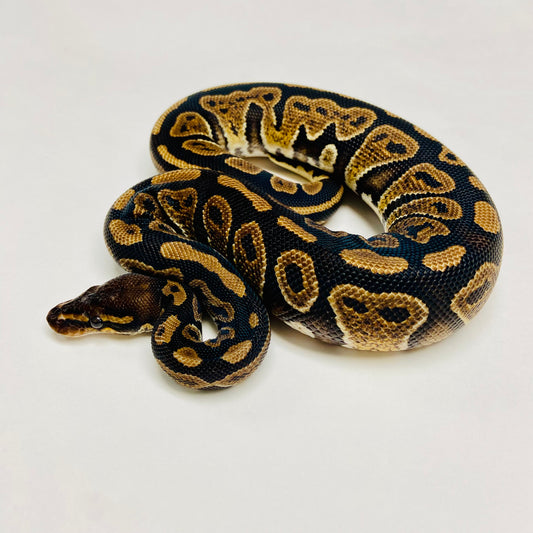Mahogany Ball Python- Male #2023M02