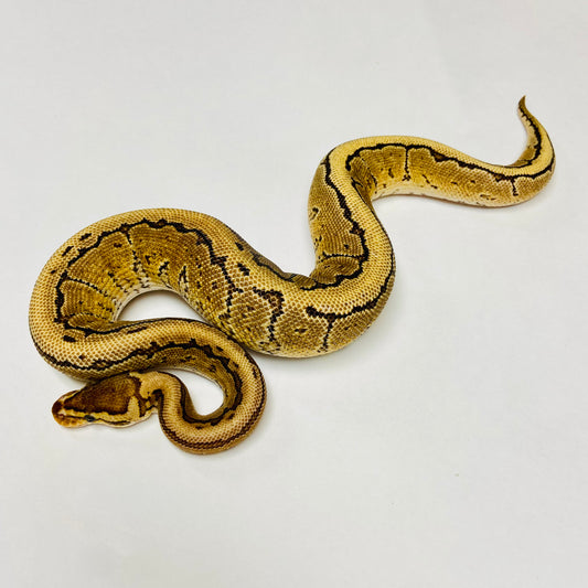 Pinstripe Yellowbelly Ball Python- Male #2023M03
