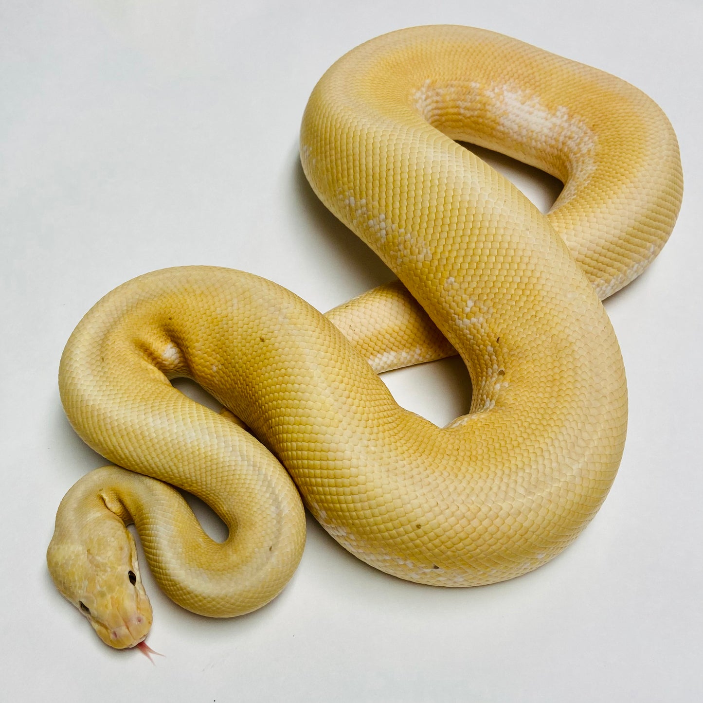Adult Banana Chocolate Spinner Ball Python- Male