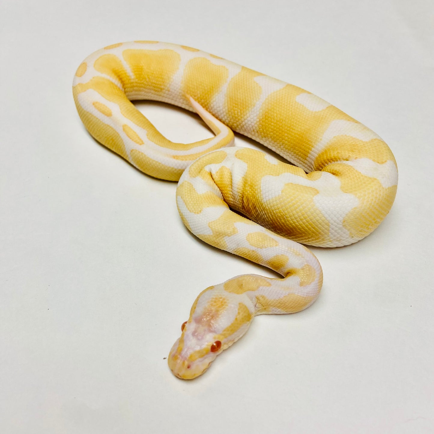 Albino Het Pied Ball Python- Male #2023M01