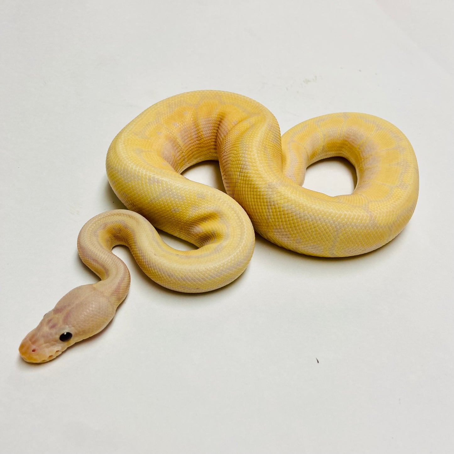 Super Banana Lori Pinstripe Ball Python - Male #2022M01