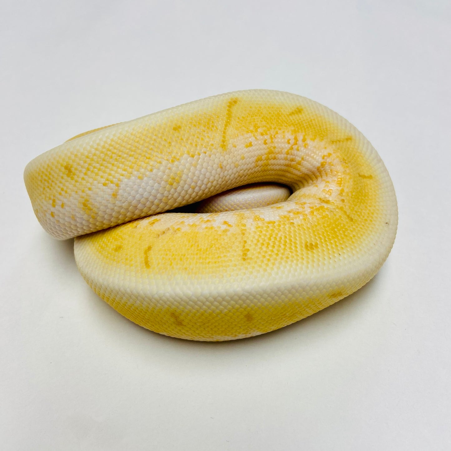 Banana Enchi Orange Dream Spinner Ball Python- Male #2023M01