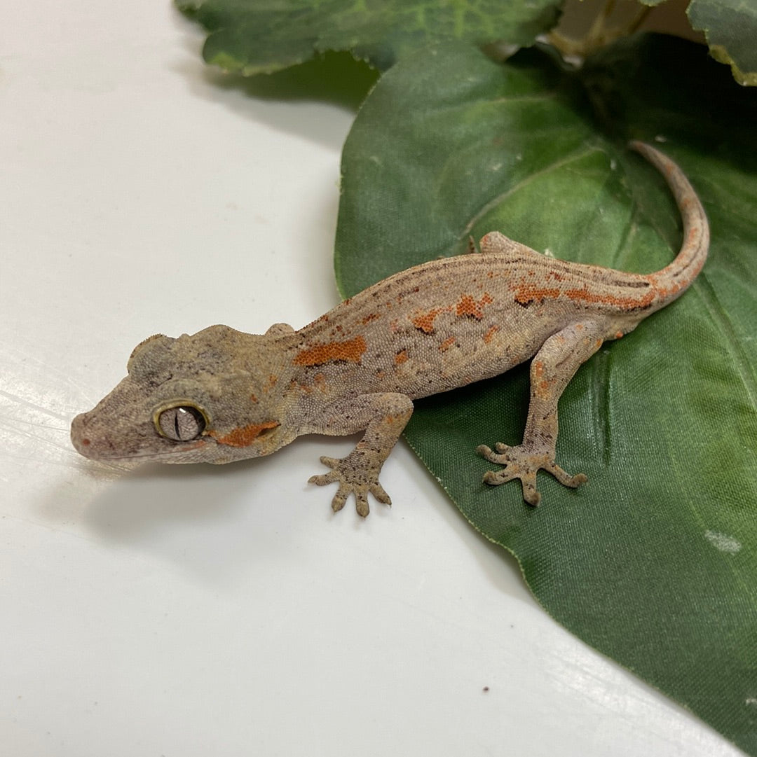 Abberant Orange Stripe Gargoyle Gecko- 2023 Prob Male #SL303