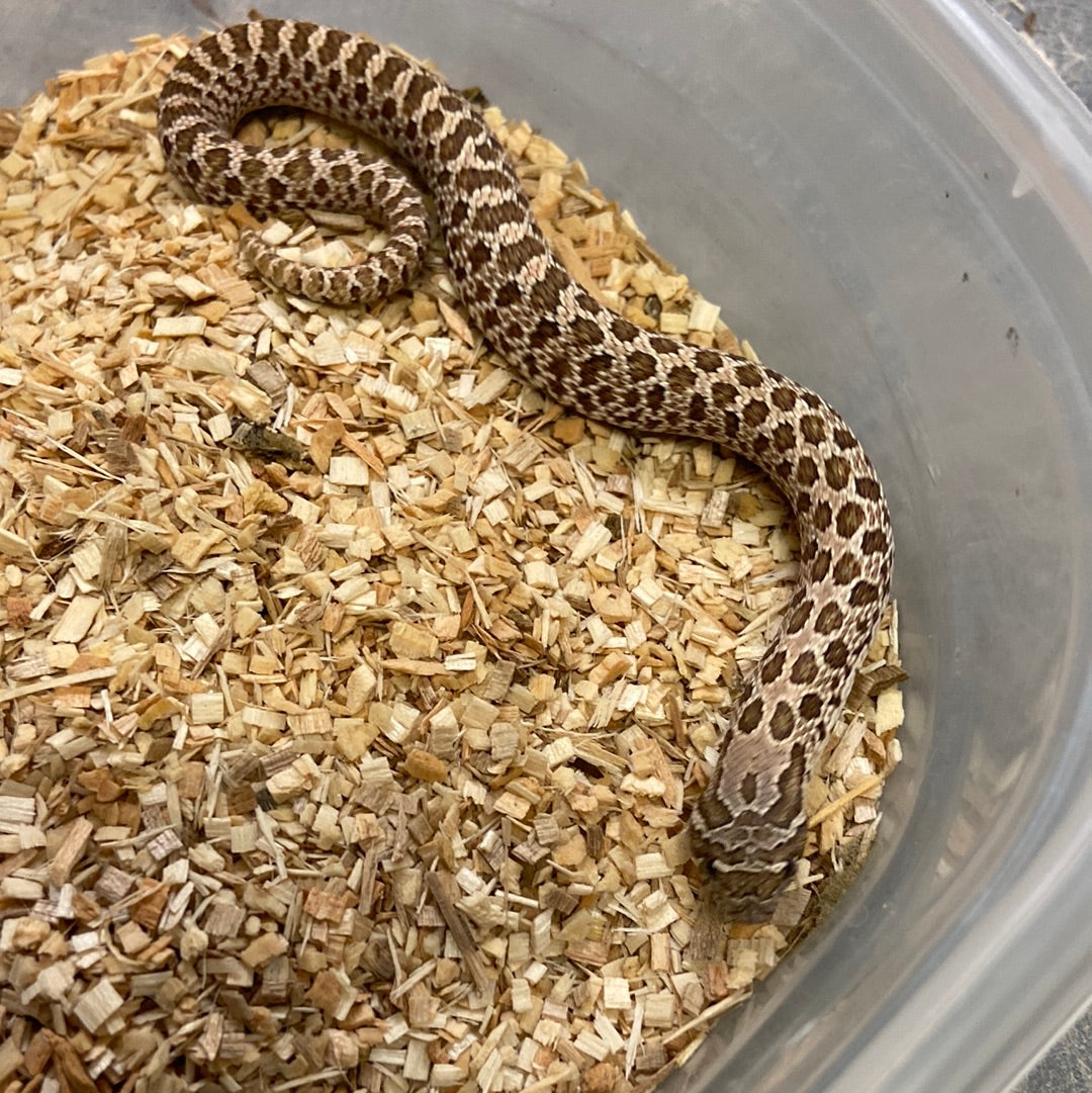 Het Pastel Pink Albino Western Hognose 2023 Male M04