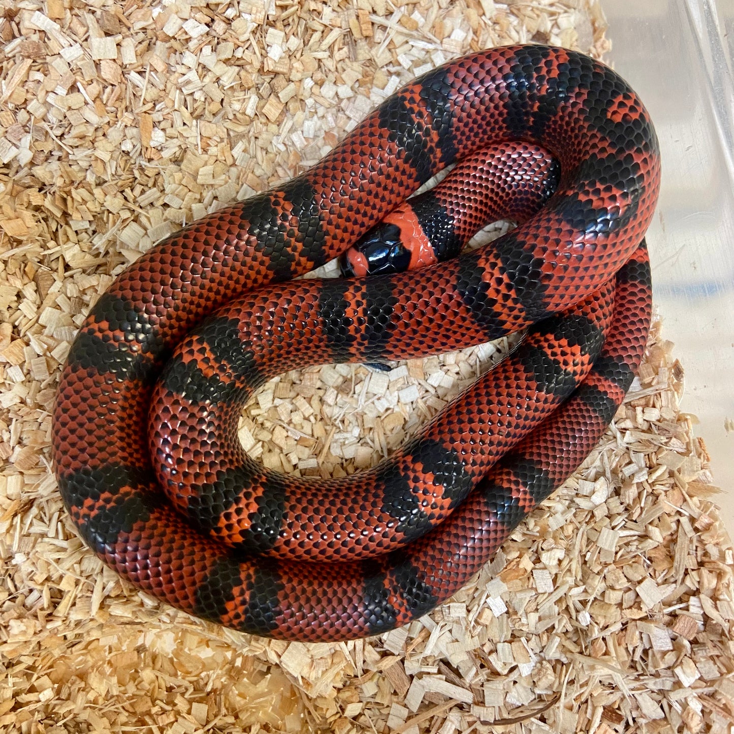Tangerine Het Albino Honduran Milksnake 2023 Male