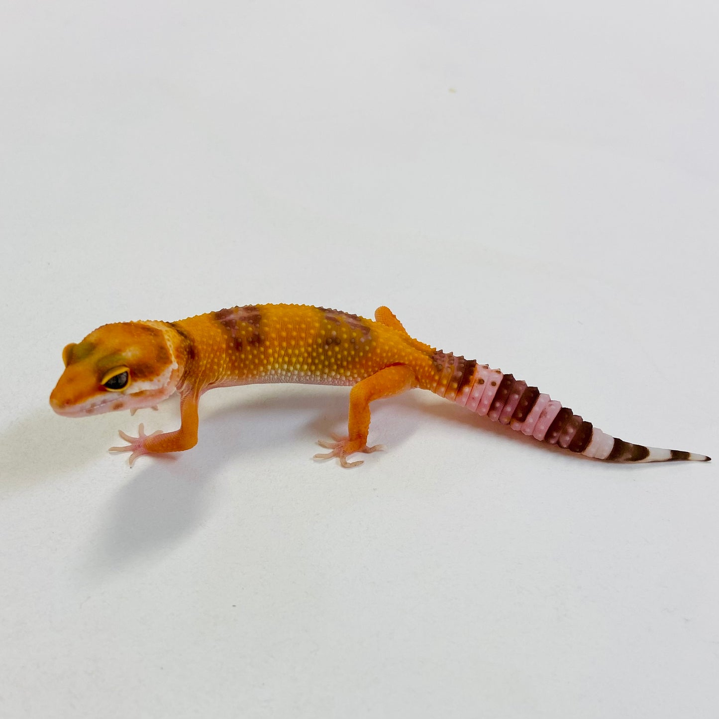 Tangerine Raptor Leopard Gecko- Female #C-B5-53123-1