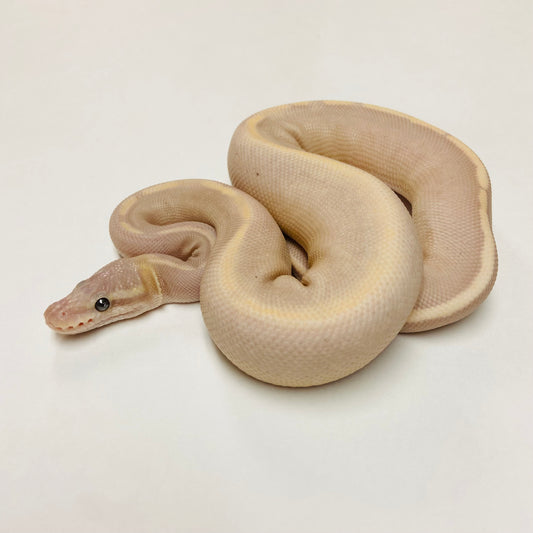 Banana Black Pastel GHI Mojave Ball Python- Male #2023M01