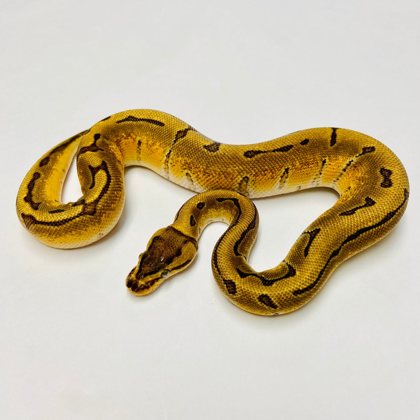 Enchi Pinstripe Ball Python- Male #2023M01
