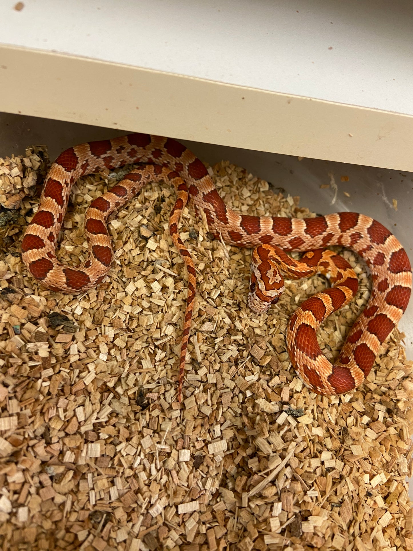 Hypo Cornsnake 2022 Male