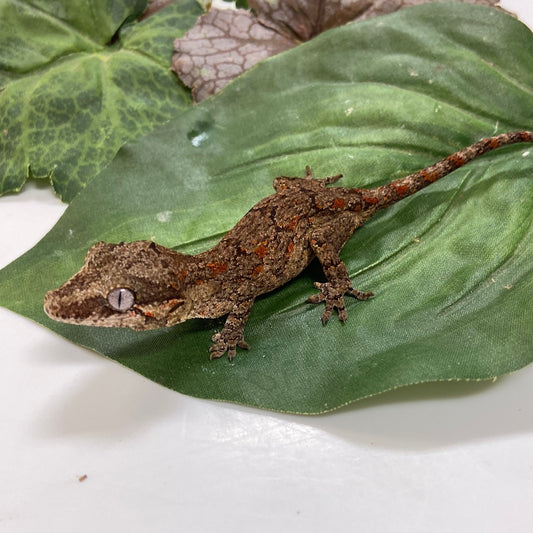 Banded Red Blotched Reticulated Gargoyle Gecko- 2023 Prob Male #B301