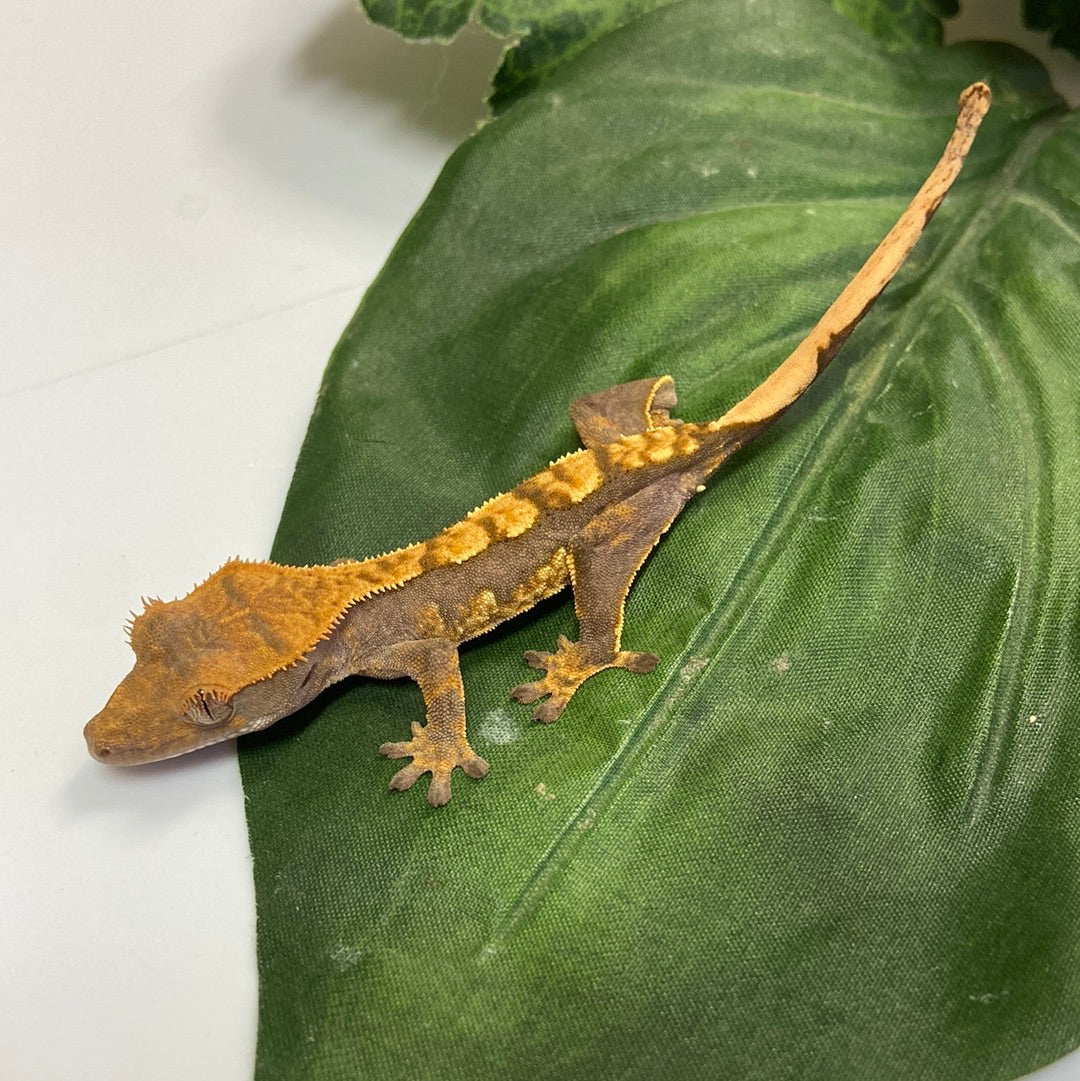 Tri Color Harlequin Crested Gecko- #CGG207