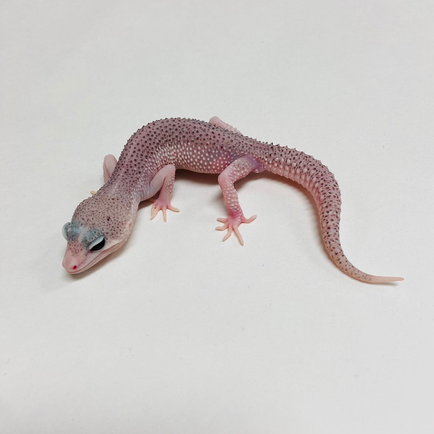 Super Snow Eclipse Leopard Gecko Male C-B4-71324-1