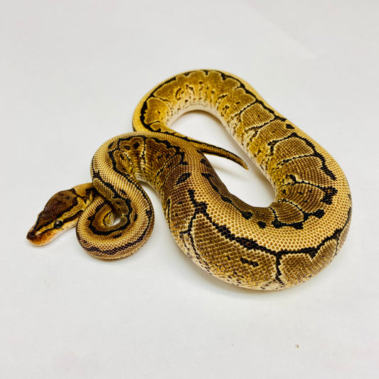Pinstripe Yellowbelly Ball Python- Female #2023F01
