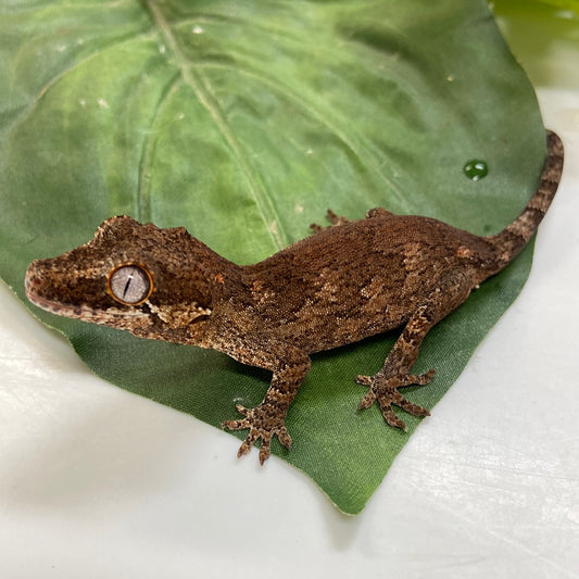 Low Exp. Orange Blotched Reticulated Pos Phantom Eye Gargoyle Gecko- 2023 Unsexed #HBS303