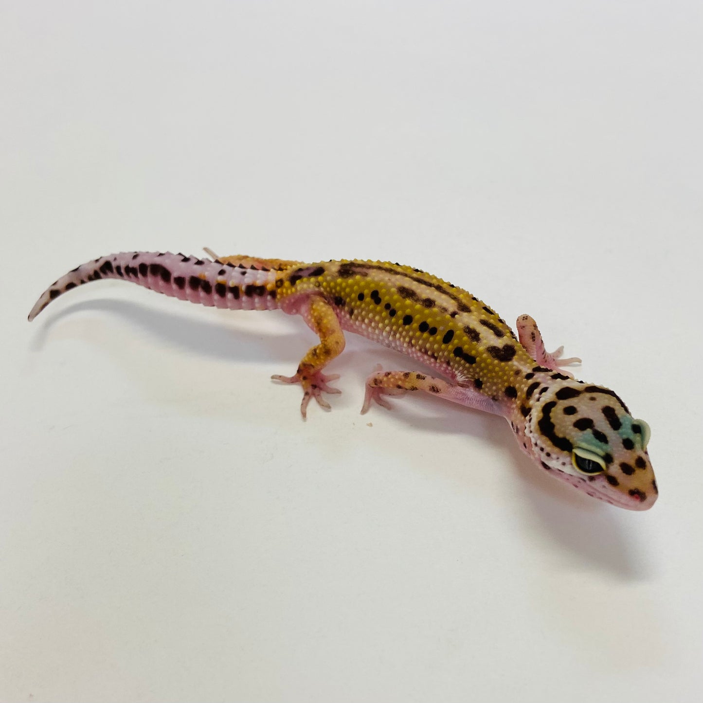 Dark Bandit Mack Snow Reverse Stripe Leopard Gecko Male #B-C3-52423-1