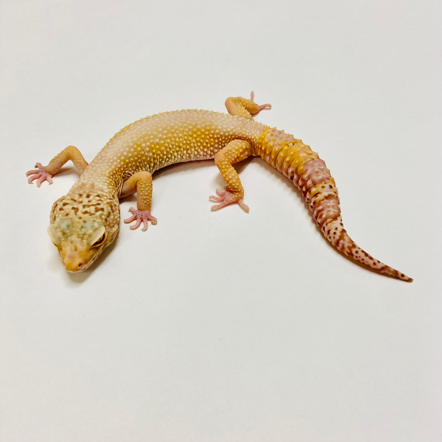 Sunglow Bell Leopard Gecko Female E-F10-71420-1