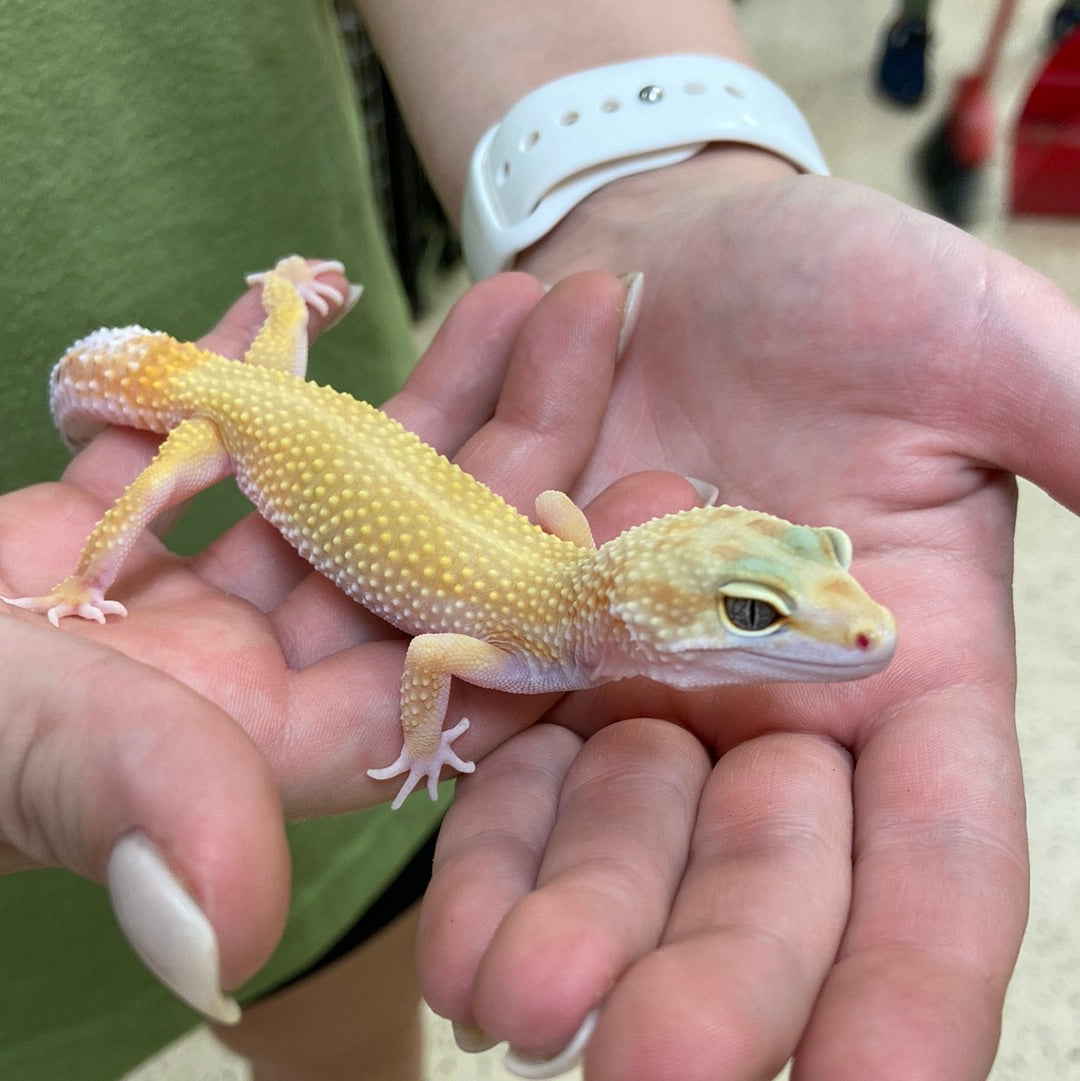 Super Hypo Tangerine Carrot Tail W/Y Leopard Gecko- Female #H-E6-91522-1