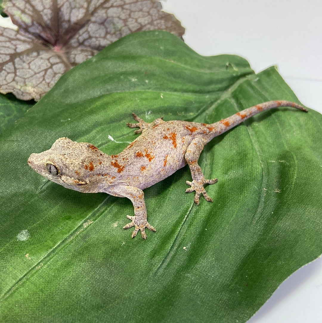 Red Blotched Reticulated Gargoyle Gecko 2023 Male AN234