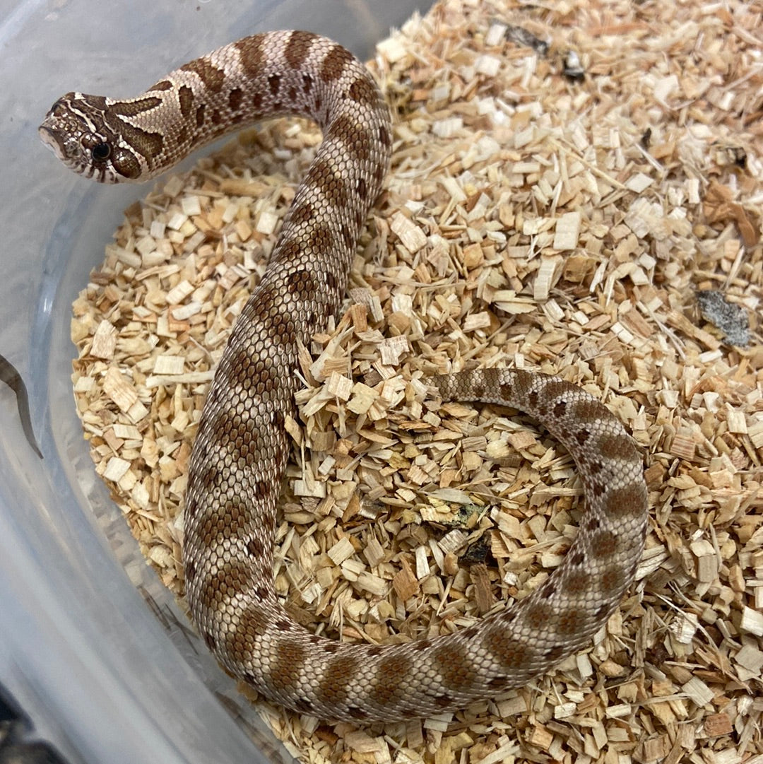 Anaconda Het Albino Pos Het Snow Western Hognose #2023F01