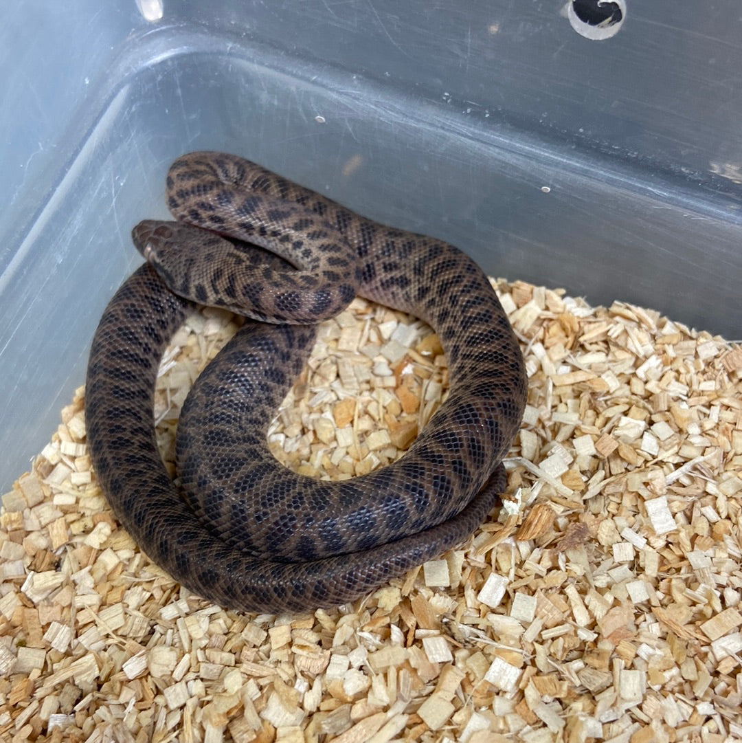 Childrens Python 2023 Female F01