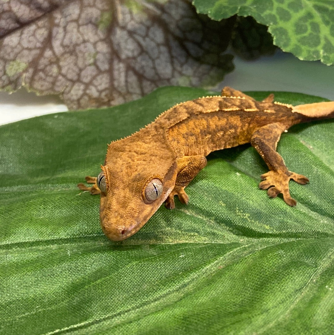 Yellow Tiger Crested Gecko #CGG1