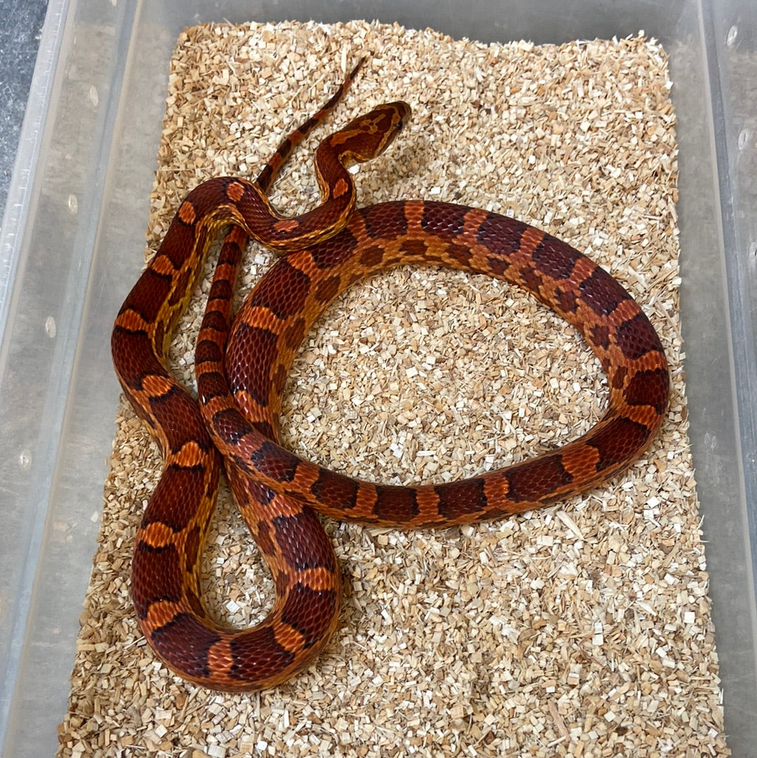 Okeetee Het Scaleless Cornsnakes 2020-SA Male