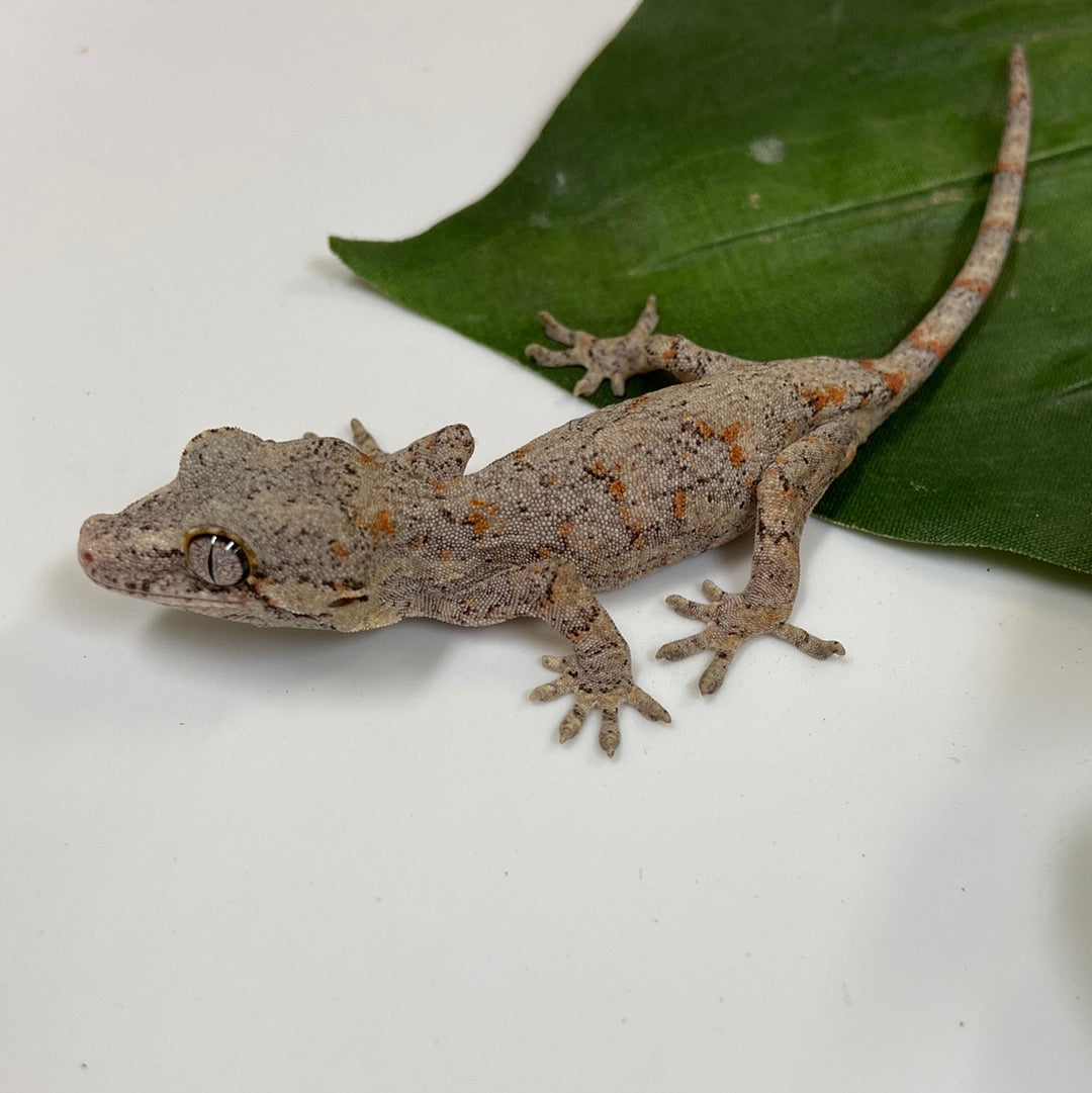 Orange Blotched Reticulated Gargoyle Gecko- 2023 Unsexed #SL301