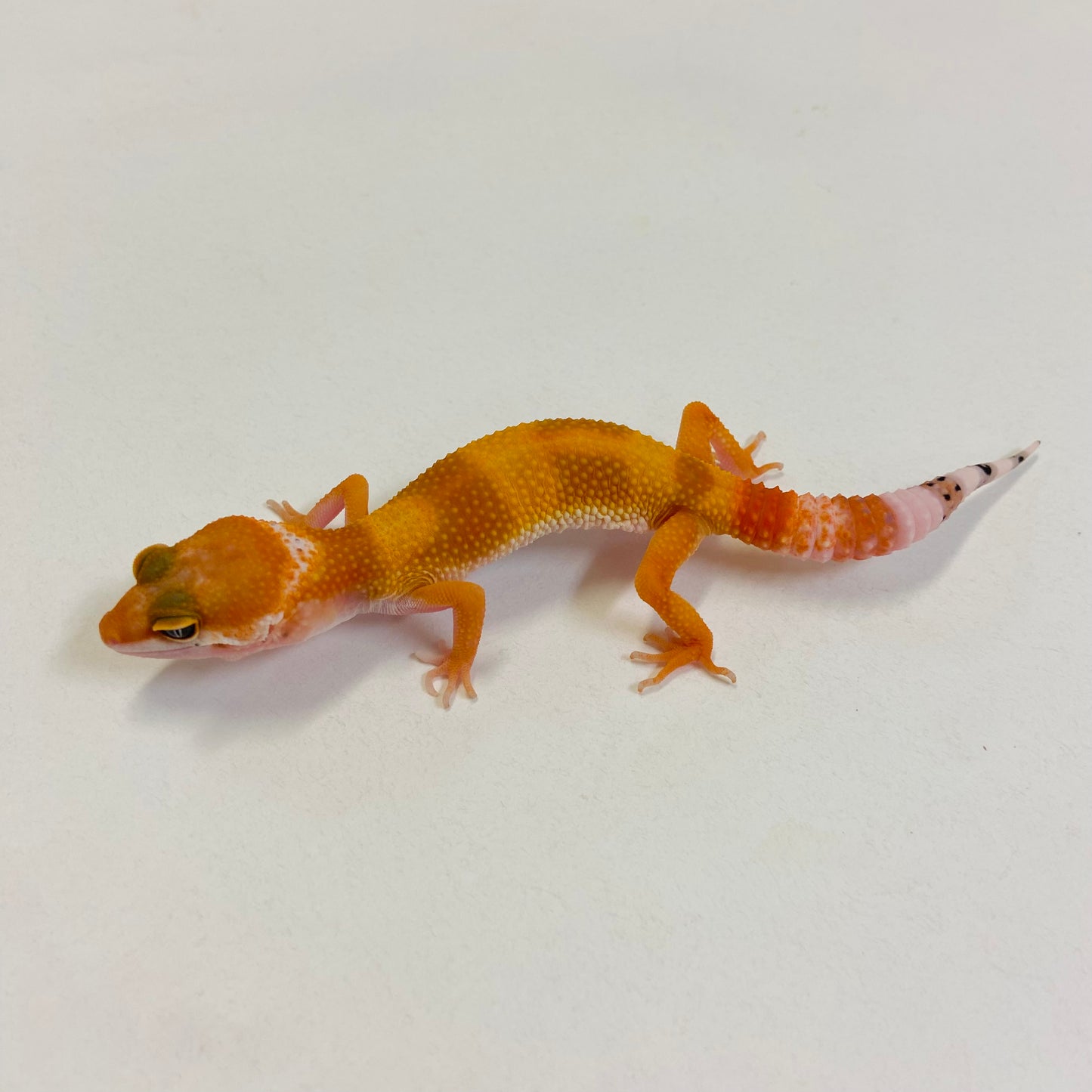 Super Hypo Tangerine Carrot Tail Baldy Leopard Gecko Pos Male #B-B3-52623-1