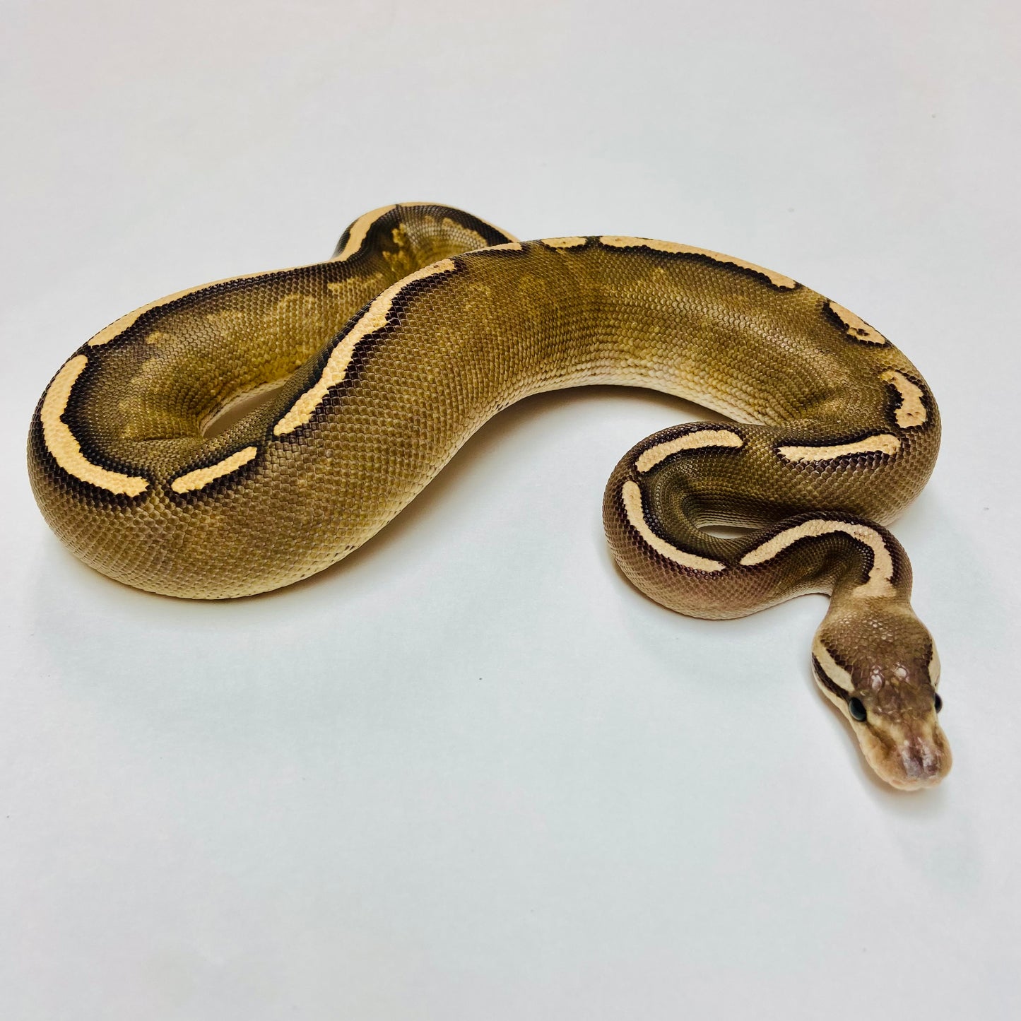 Black Pastel GHI Mojave Ball Python- Female #2023F01