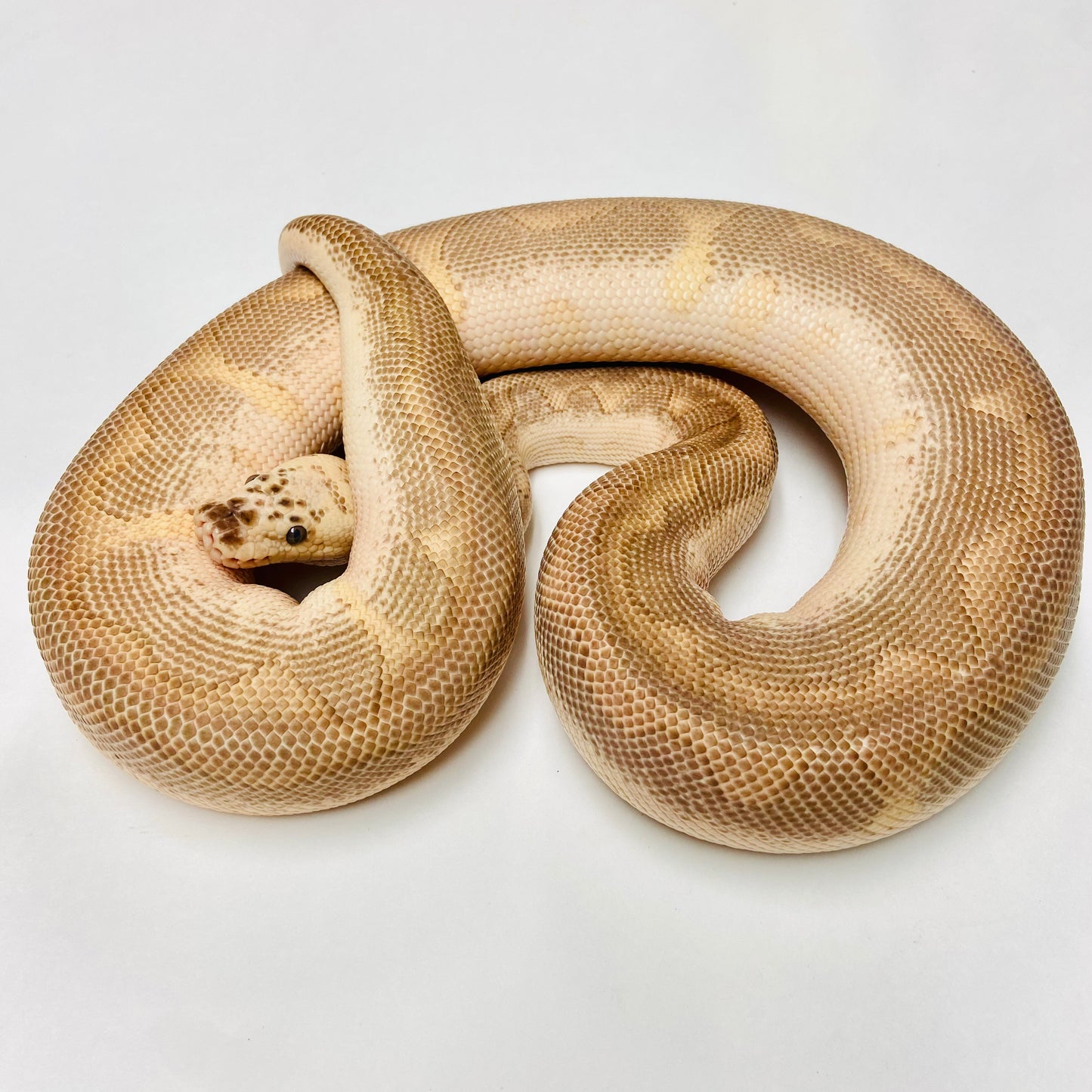 Adult Pastel Lesser Leopard Clown Ball Python- Male