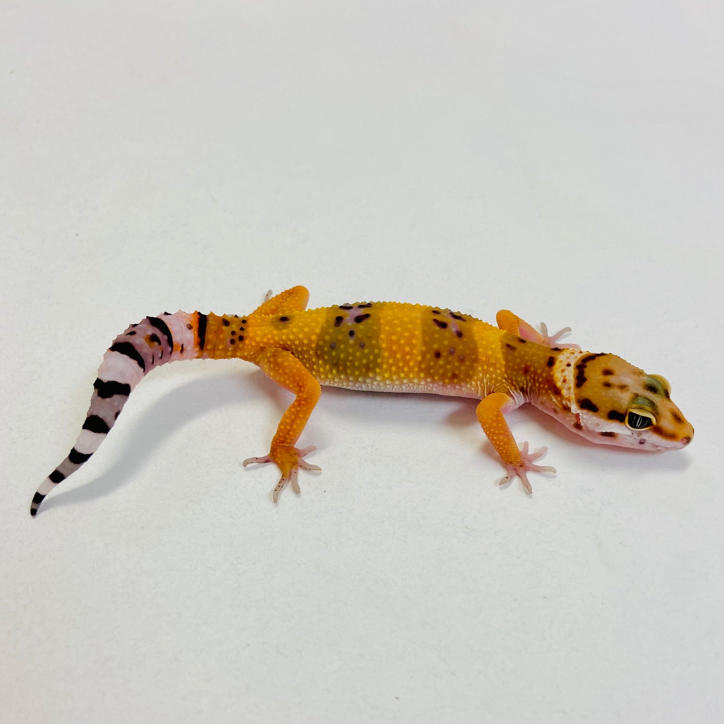 Tangerine Leopard Gecko Female #C-B2-52723-1