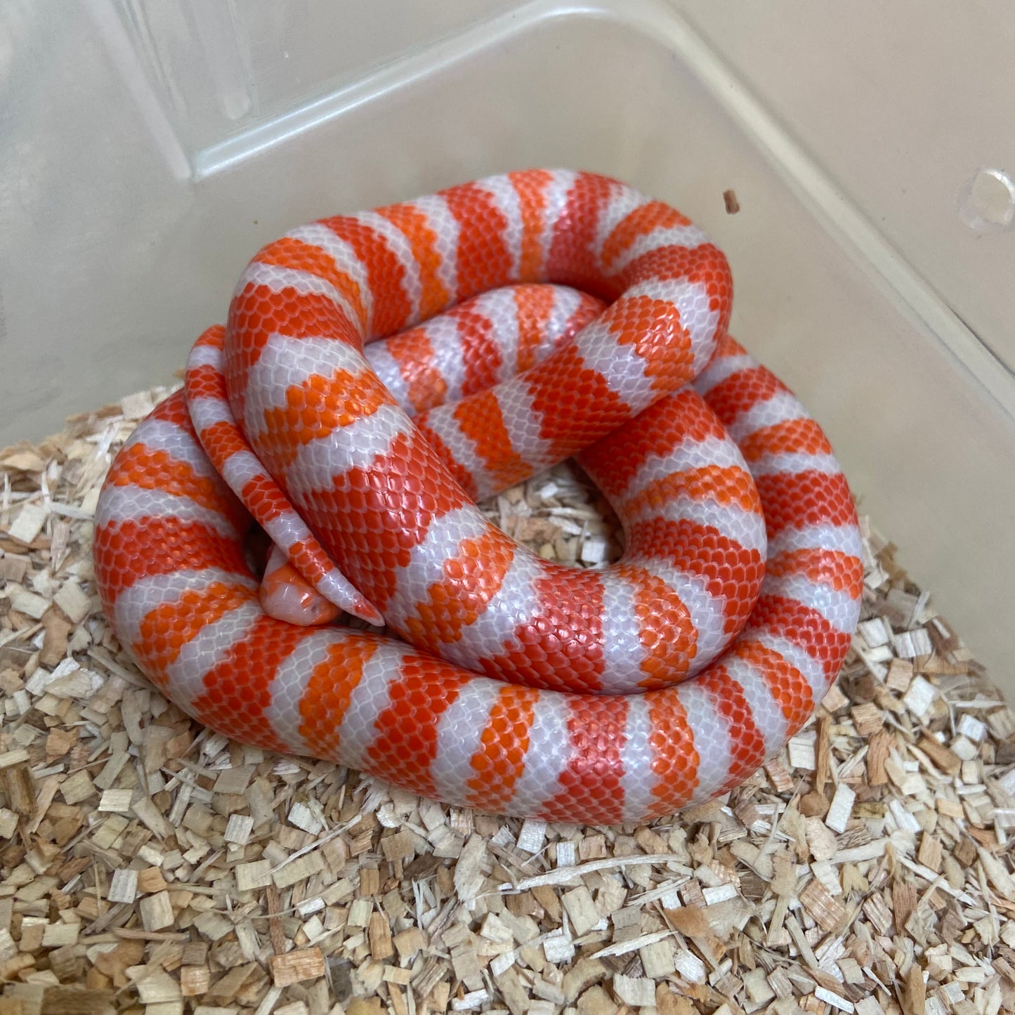 Albino Tangerine Honduran Milksnake 2023