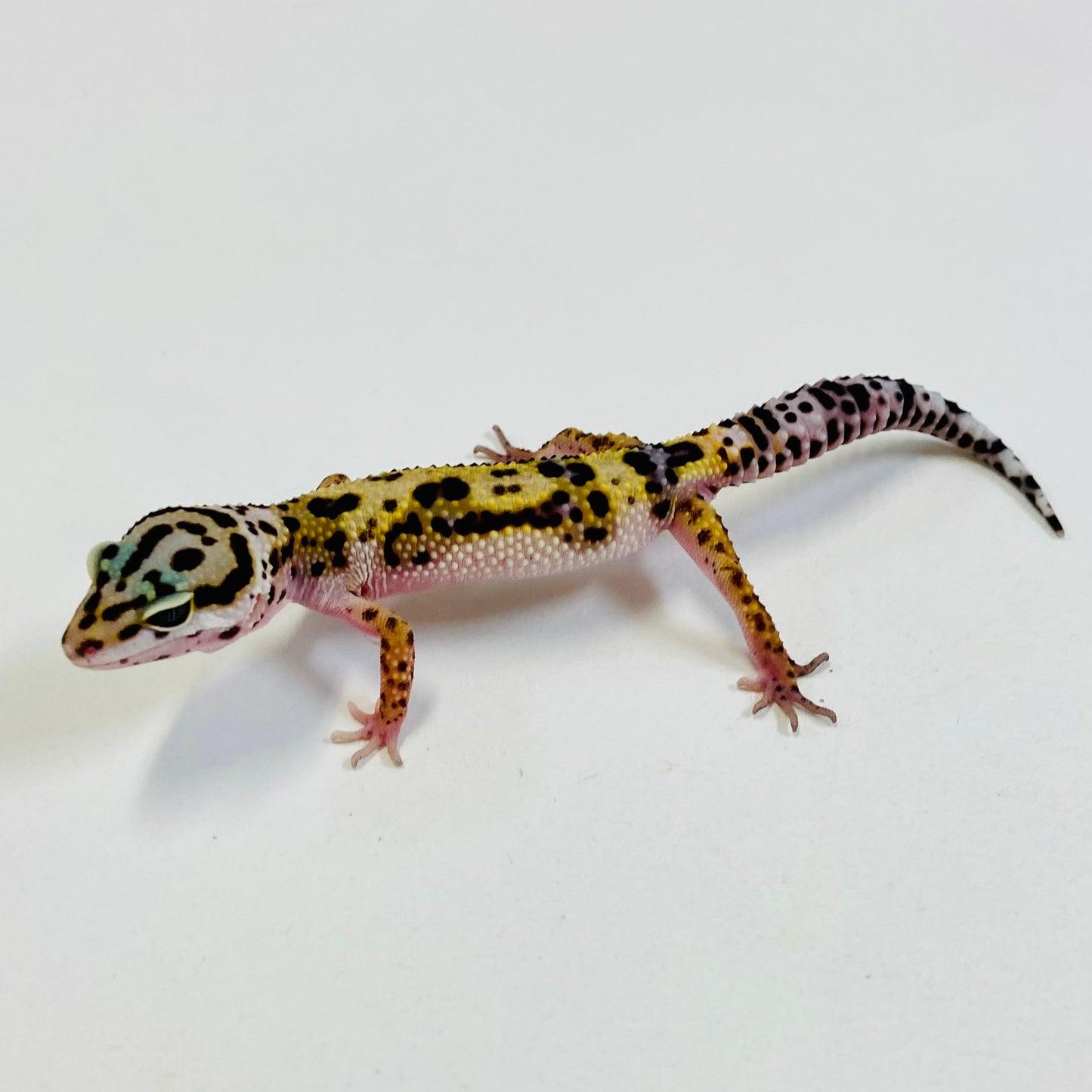 Dark Jungle Bandit Mack Snow Pos Het Bell & Eclipse Leopard Gecko Male #B-C3-52423-1