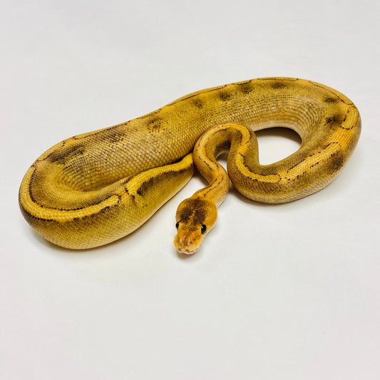 Champagne Het Ghost Ball Python- Male #2023M01