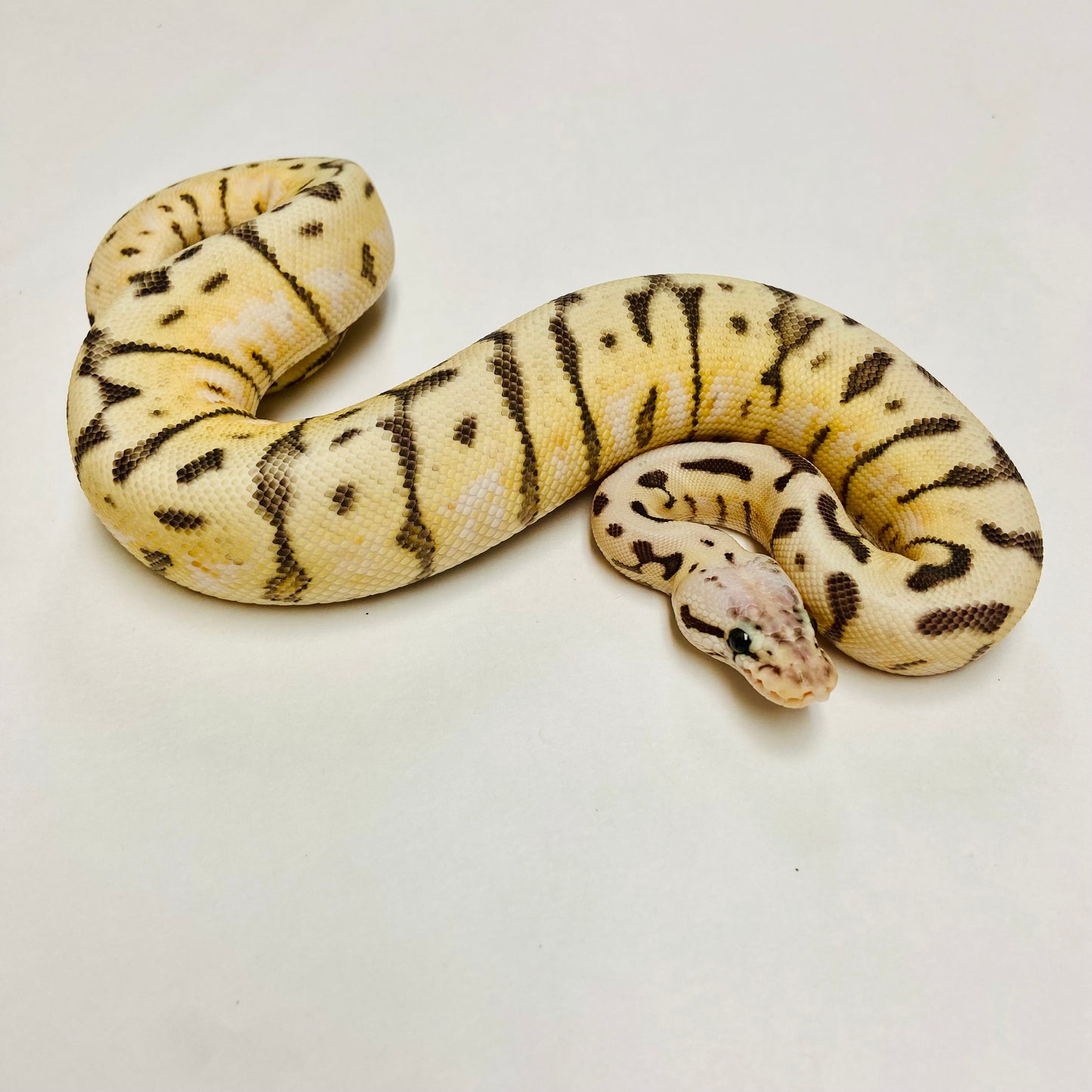 Super Pastel Lesser Spider Ball Python- Female #2023F01