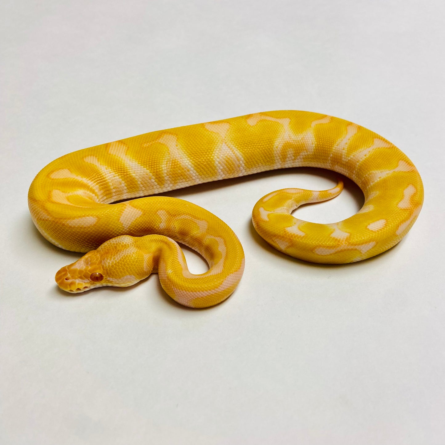 Albino Enchi Het Clown Ball Python- Female #2023F01