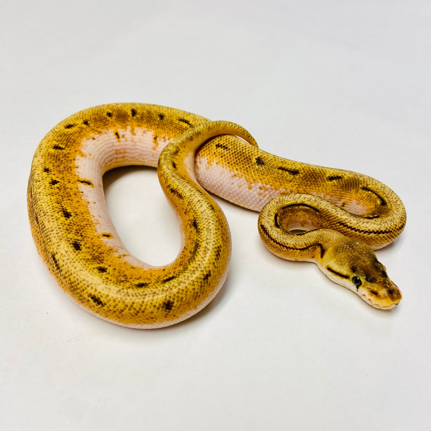 Orange Dream Spinner Fire Ball Python- Male #2023M01