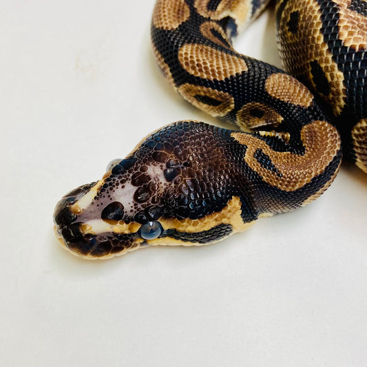 Scaleless Head Ball Python- Female #2023F03
